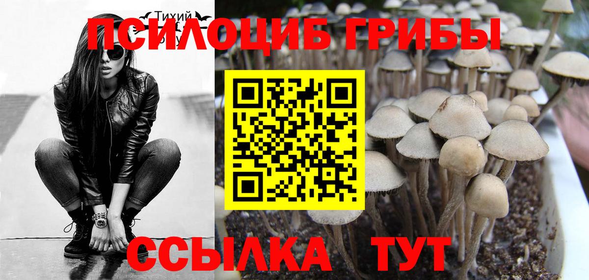 Галлюциногенные грибы Psilocybine cubensis Ливны